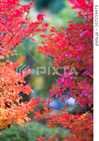 京都 秋の三室戸寺の庭園を彩るカラフルな紅葉 京都 秋の三室戸寺の庭園を彩るカラフルな紅葉 107259478