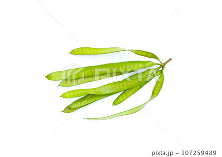 Leucaena leucocephala isolated on white background 107259489