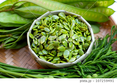Leucaena leucocephala isolated on white background Leucaena leucocephala isolated on white background 107259491