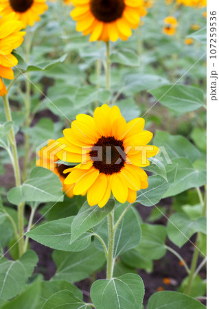 Sunflower field, Beautiful summer landscape. 107259536