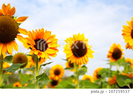 Sunflower field, Beautiful summer landscape. Sunflower field, Beautiful summer landscape. 107259537