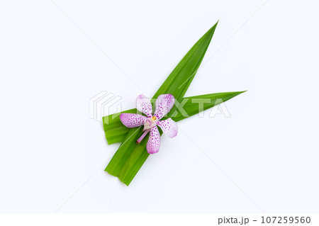 Orchid with green pandan leaves on white background. Orchid with green pandan leaves on white background. 107259560