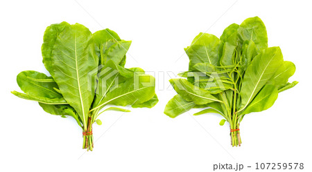 Green leaves of tummy wood or patana oak 107259578