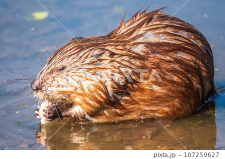 Wild animal Muskrat, Ondatra zibethicuseats, eats on the river bank 107259627