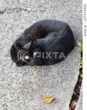 丸くなって休む黒猫 丸くなって休む黒猫 107259660