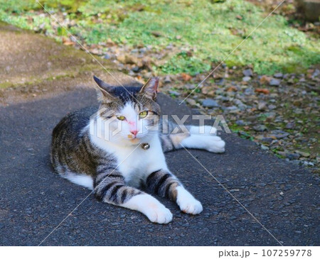 片方イカ耳のどっしり猫さん 穏やかな秋の日 片方イカ耳のどっしり猫さん 穏やかな秋の日 107259778