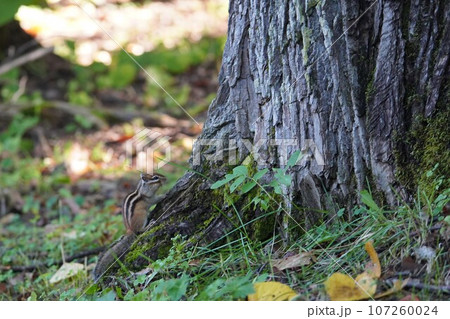 立ち上がりポーズが可愛いシマリス 107260024