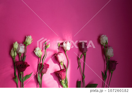beautiful fresh white and pink eustoma flowers on a pink background 107260182