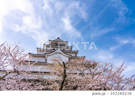 福島県会津若松市　桜咲く春の会津若松城の天守閣と石垣 107260216