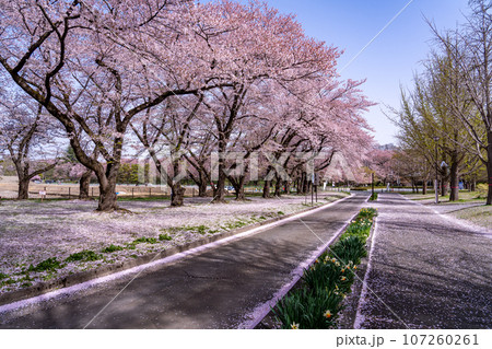 山形県霞城公園内の山形城址の桜 山形県霞城公園内の山形城址の桜 107260261