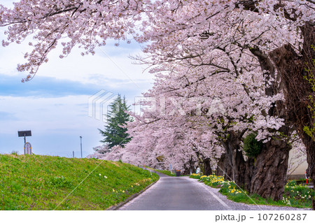 山形県長井市の置賜さくら回廊の最上川千本桜のある堤防と道路 山形県長井市の置賜さくら回廊の最上川千本桜のある堤防と道路 107260287
