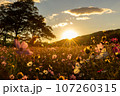 夕日に染まるコスモス畑 107260315