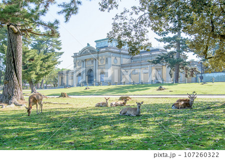 鹿の群と奈良国立博物館 / The Nara National Museum 鹿の群と奈良国立博物館 / The Nara National Museum 107260322