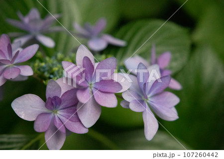 色鮮やかな紫陽花 107260442