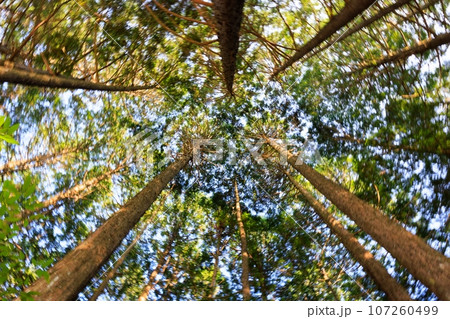 夕暮れの日差しが差すヒノキ林 夕暮れの日差しが差すヒノキ林 107260499