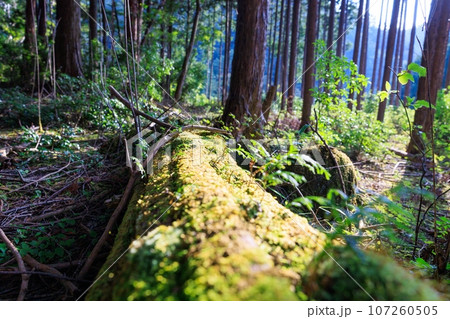 夕暮れの日差しが差すヒノキ林 107260505