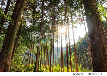 夕暮れの日差しが差すヒノキ林 夕暮れの日差しが差すヒノキ林 107260519