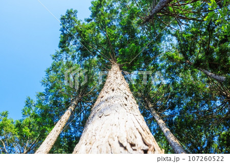 夕暮れの日差しが差すヒノキ林 夕暮れの日差しが差すヒノキ林 107260522