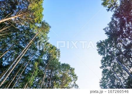 夕暮れの日差しが差すヒノキ林 107260546