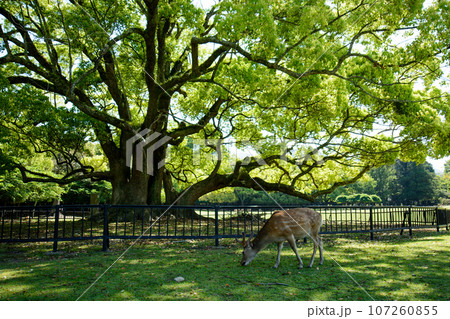 新緑の木々の間から顔を出す鹿 107260855