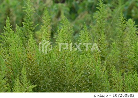 空き地 荒地 雑草 土地 vacant lot 空き地 荒地 雑草 土地 vacant lot 107260982