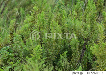 空き地　荒地　雑草　土地　vacant lot 107260983