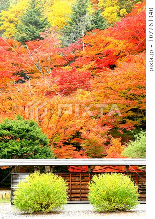 紅葉の霊松寺 107261040