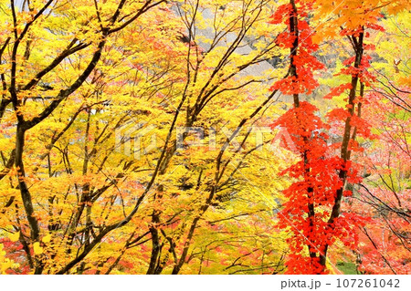 紅葉の霊松寺 紅葉の霊松寺 107261042