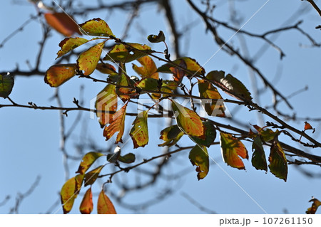 冬のイメージ(winter image) 冬のイメージ(winter image) 107261150