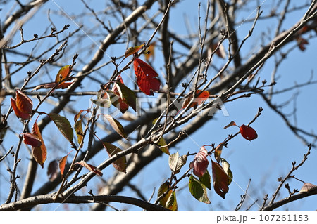 冬のイメージ(winter image) 冬のイメージ(winter image) 107261153
