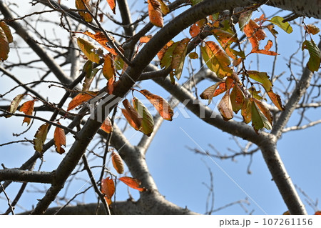 冬のイメージ(winter image) 冬のイメージ(winter image) 107261156