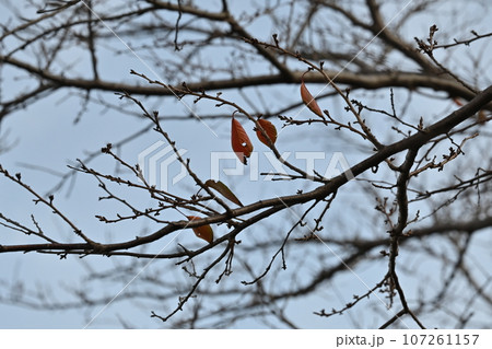 冬のイメージ(winter image) 107261157