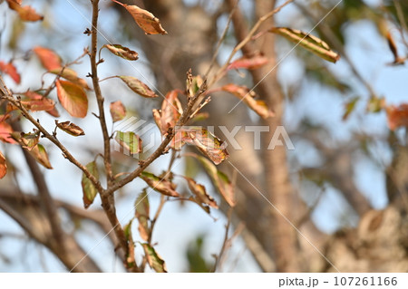 冬のイメージ(winter image) 冬のイメージ(winter image) 107261166