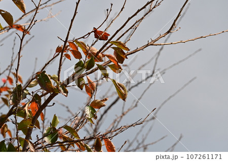 冬のイメージ(winter image) 冬のイメージ(winter image) 107261171