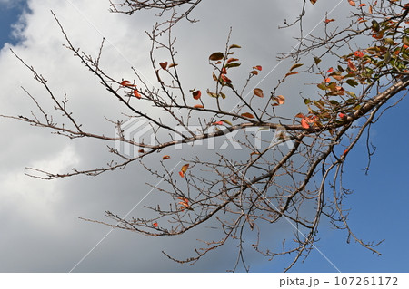 冬のイメージ(winter image) 冬のイメージ(winter image) 107261172