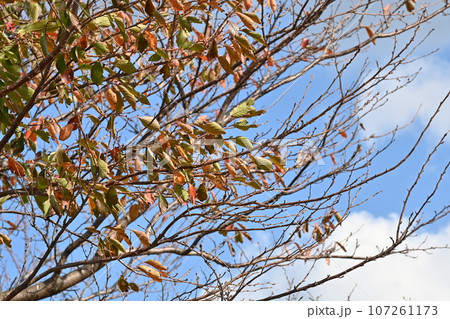 冬のイメージ(winter image) 冬のイメージ(winter image) 107261173