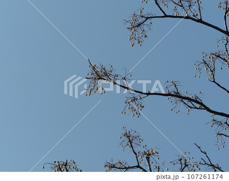 冬のイメージ(winter image) 107261174