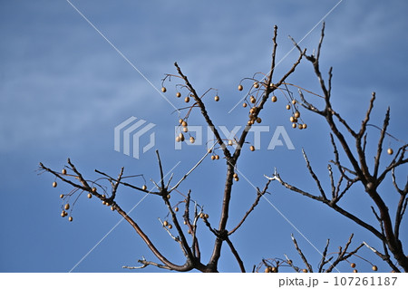 冬のイメージ(winter image) 107261187