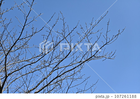 冬のイメージ(winter image) 107261188