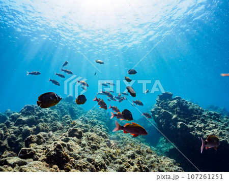 美しい逆光のホウライヒメジ（ヒメジ科）、チョウチョウウオ（チョウチョウウオ科）他の群れ。  日本国静 107261251
