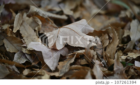 冬のイメージ(落ち葉) 冬のイメージ(落ち葉) 107261394