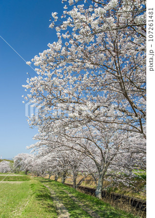 《春の風景素材》青空と桜・千本桜 107261481