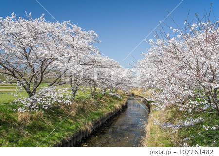 《春の風景素材》青空と桜・千本桜 107261482