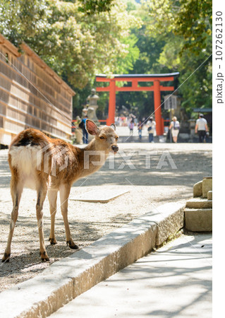 赤い鳥居と鹿 107262130