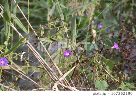 朝顔の花 107262190