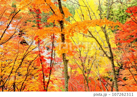 紅葉の霊松寺 107262311