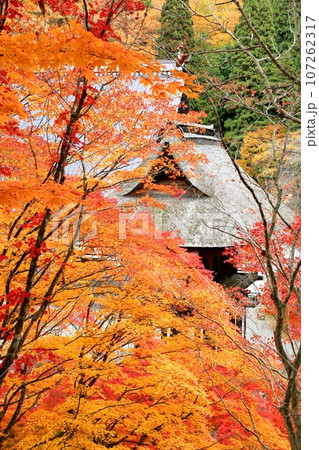 紅葉の霊松寺 紅葉の霊松寺 107262317