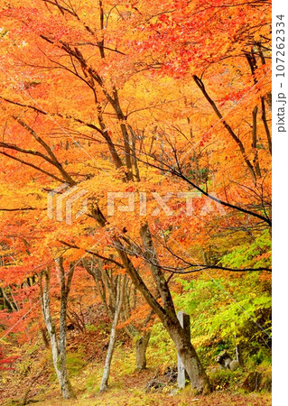 紅葉の霊松寺 107262334