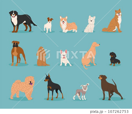 Dogs collection. Vector illustration of funny different breeds dogs in trendy flat style. Cute small and big pets. Dogs collection. Vector illustration of funny different breeds dogs in trendy flat style. Cute small and big pets. 107262753