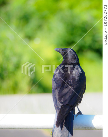 カラスの後ろ姿縦構図 カラスの後ろ姿縦構図 107262773